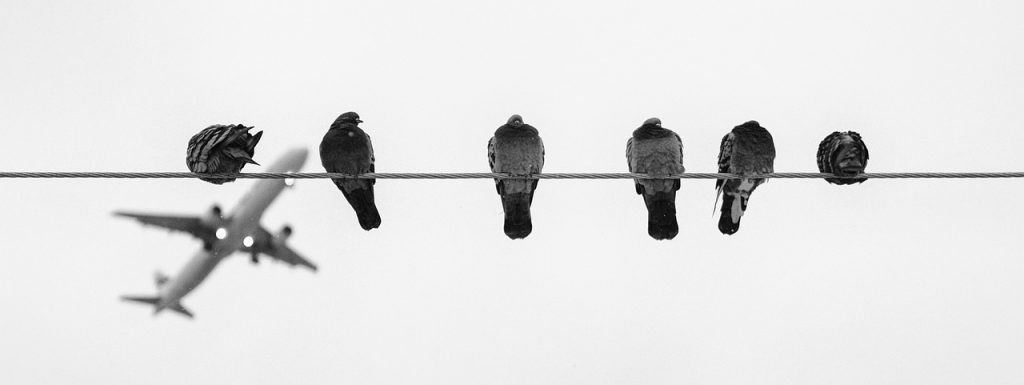 birds, aircraft, yarn-1746455.jpg